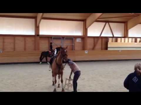 Lilly trot-right canter 11/12/2016