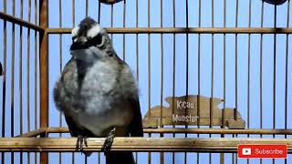 Download lagu PANCINGAN BUNYI BURUNG TRUCUKAN BORAK BARIK mp3