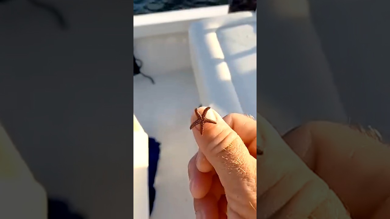 small to giant animal transformation