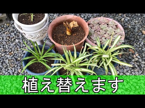 園芸 役員の羽毛、パキスタキス イエロー