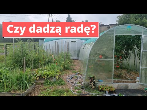 Choroby pomidorów lubią takie warunki