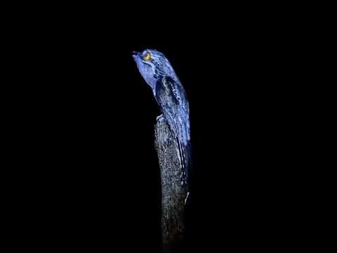 baru tahu cabak iblis kicaunya ky gini