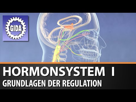 Trailer - Hormonsystem I - Grundlagen der Regulation - Biologie - Schulfilm