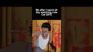 Cat GIFS