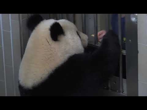 シャンシャン637日齢 2019年3月11日撮影