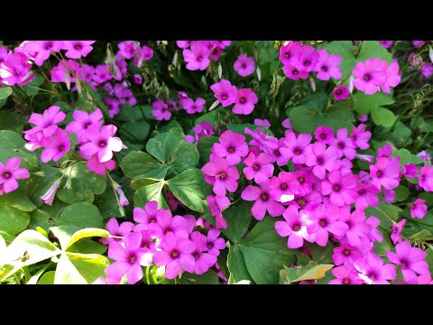 Signore com'è bello