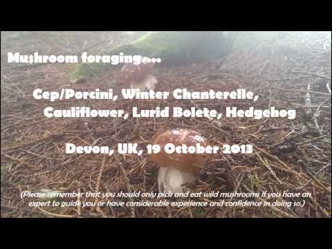 download lagu mp3 mp4 Porcini Mushrooms Maine, download lagu Porcini Mushrooms Maine gratis, unduh video klip Porcini Mushrooms Maine