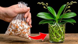 Just Eggshell & Rice! Orchids Grow Strong Roots and Bloom in Water