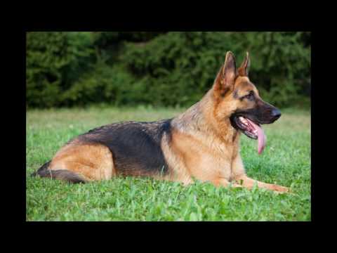 Top 10 european dogs