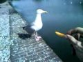 My Friend The Frenshfry Eating Gull