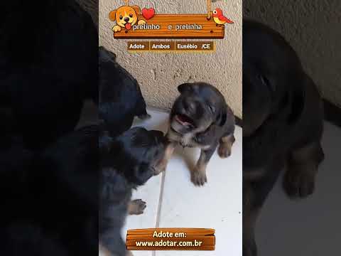 Vídeo de pretinho e pretinha