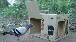 Download lagu Easy Simple Pigeon Trap Using Cardboard Box - DIY Quick Bird Trap mp3 Download lagu Easy Simple Pigeon Trap Using Cardboard Box - DIY Quick Bird Trap mp3