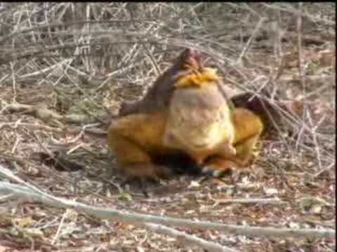 Exploring the Galapagos Islands