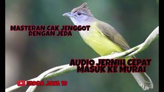 Download lagu masteran cucak jenggot dengan jeda dijamin cepat masuk murai mp3 Download lagu masteran cucak jenggot dengan jeda dijamin cepat masuk murai mp3