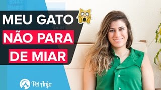 Como fazer gato miar menos - Papo Pet por Pet Anjo