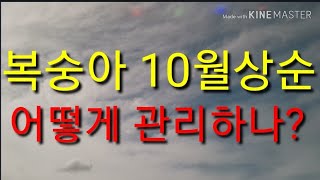 복숭아 10월상순에는 이렇게 관리합시다!