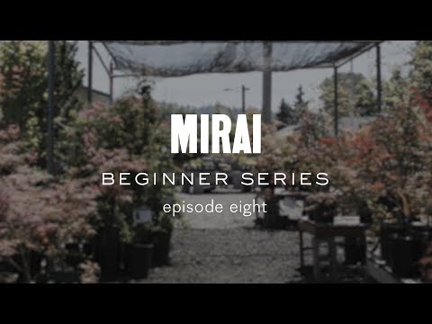 Bonsai Beginner Series - Ceramic Selection