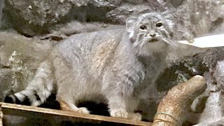 【上野動物園】疲れてそうな顔のマヌルネコ【Japan Ueno Zoo】Manul cat with a face that looks tired