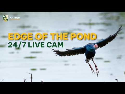 Live webcam view of Cat Tien Pond Wildlife Cam