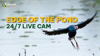 🔴 [LIVE] PATROL CAM006: Wildlife gathers at the pond | Cat Tien 24/7 Cam #live live webcam