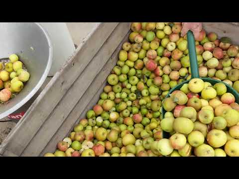 2020 Cider Vintage - crushing apples Voran Centrifugal mill RM5,5