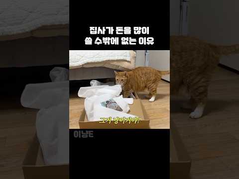 고양이 키우면 돈 많이 들어가는 이유