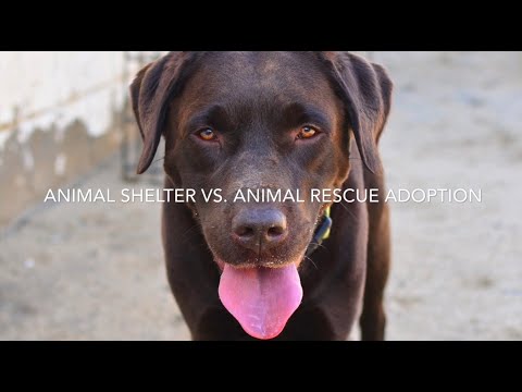 Animal Shelter vs. Animal Rescue Group
