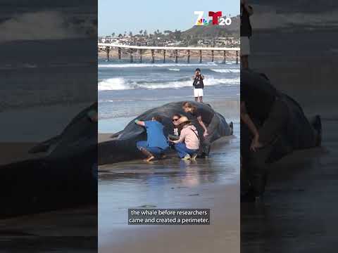 52-ft. whale washes ashore on Pacific Beach in San Diego