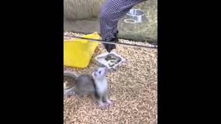 ベビフェレちゃん