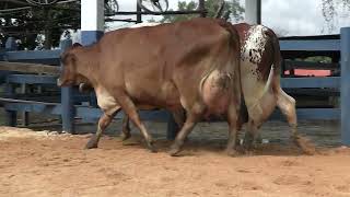 Vídeo 135 - 1ª ETAPA MEGA LIQUIDAÇÃO TOTAL AGROPECUÁRIA MARAJOARA - DIA 4 | GADO GIROLANDO E HOLANDÊS
