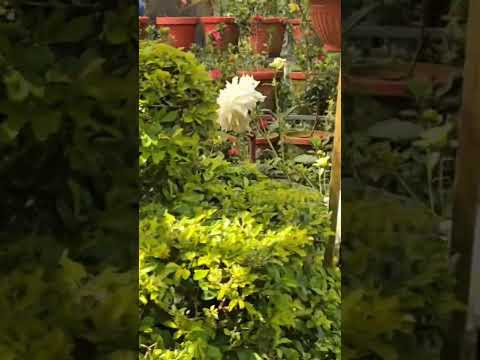 Rose garden# munnar#tamil mom#like and support friends