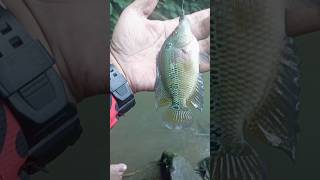 Download lagu strike ikan Lohan 💫✨ #fishing #mancing mp3