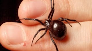 Black Widow Spider; Will She Kill You?