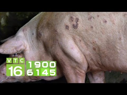 , title : 'Lợn bị viêm da, chữa bằng cách nào? | VTC16'