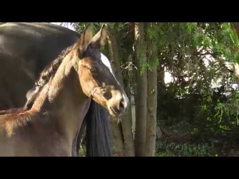 Räuberstolz v.  Lossow - Stradivari - Habicht   geb 2019