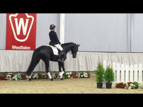 26 Famosa  Stute v. Franziskus - Sandro Hit