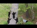 Bear Simone S Cubs Busy Sunday Part 2 Of 3