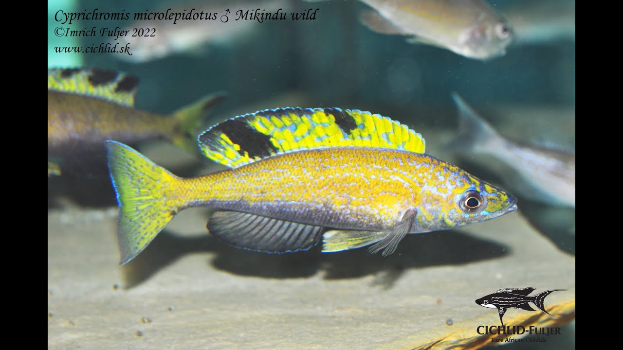 Cyprichromis microlepidotus Mikindu