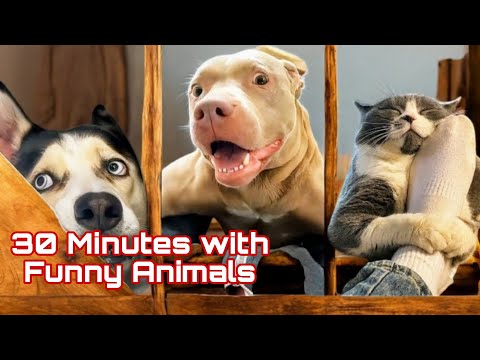 Funny ANIMALS videos 😊 Funniest CATS😺 and DOGS🐶 2025 .46
