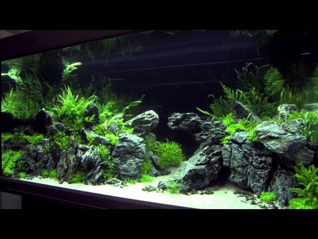 XL Tanks of the Aquascaping Contest 