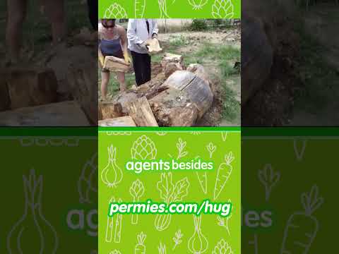 Hügelkultur: Raised Beds Thriving Without Irrigation