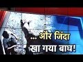 White Tiger Mauls 20 Year Old To Death In Delhi Zoo
