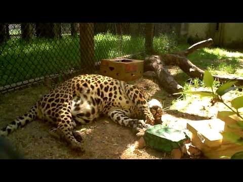 download lagu mp3 mp4 This Wild Life Clouded Zip, download mp3 This Wild Life Clouded Zip free download, download mp3 This Wild Life Clouded Zip