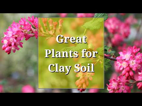 , title : 'Great Plants for Clay Soil'