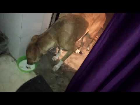 most satisfactory feeding... feed the hunger