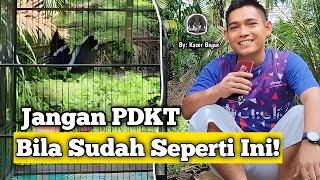 Download lagu Cuma Seperti Ini!!! Merawat Kacer Yang Sudah Terlanjur Giras || Kacer Giras Langsung Jinak Gacor mp3 Download lagu Cuma Seperti Ini!!! Merawat Kacer Yang Sudah Terlanjur Giras || Kacer Giras Langsung Jinak Gacor mp3