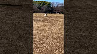 代々木公園で元気にダッシュするワンコ💨 #shorts