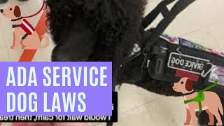 The Laws About Service Dogs in the United States (The ADA)! Americans with Disabilities Act