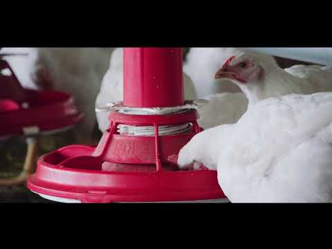 Miniatura filmu