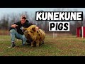 We Chose Kunekune Pigs Over Regular Pigs Here S Why